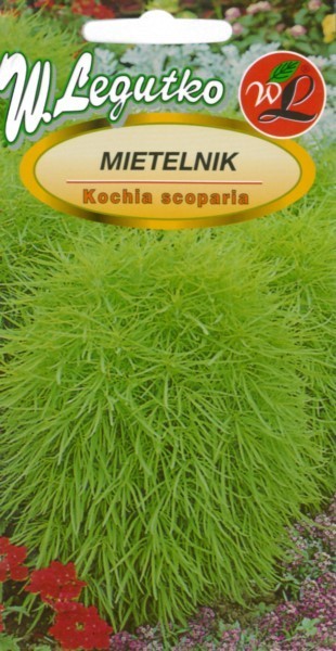 Šluotelinė kochija