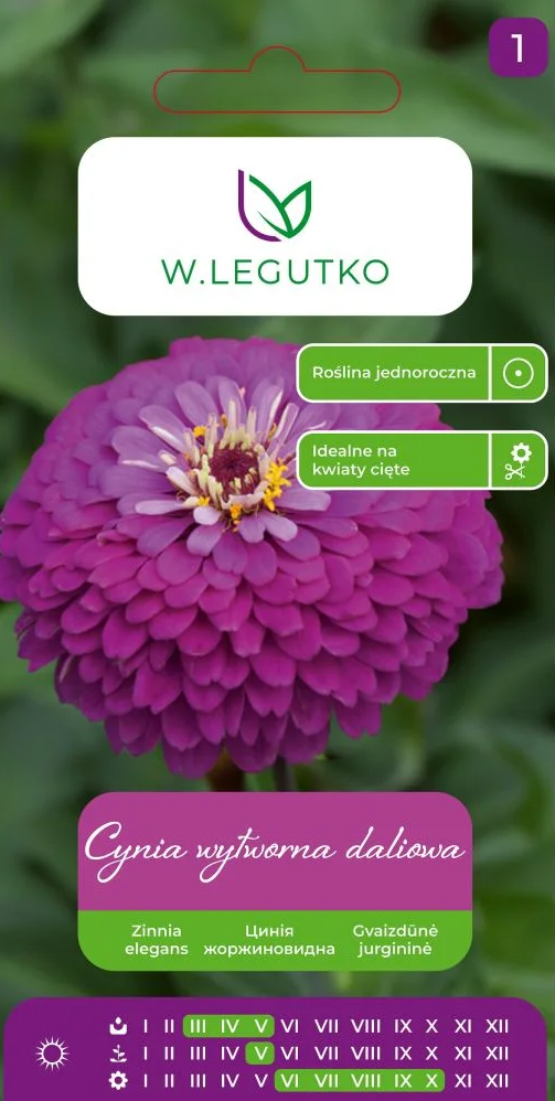 Gvaizdūnės puikiosios Violet Queen 1g