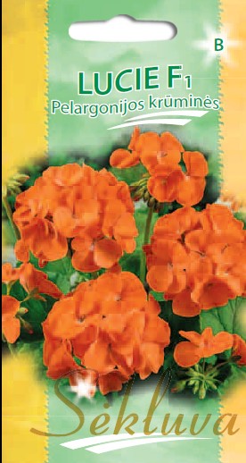 Pelargonijos juostuotosios Lucie (B grupė)