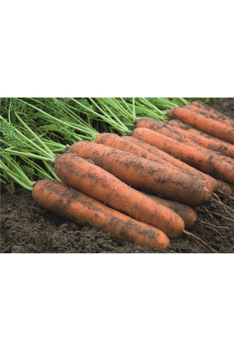 Morkos ankstyvos Norwich H 600s