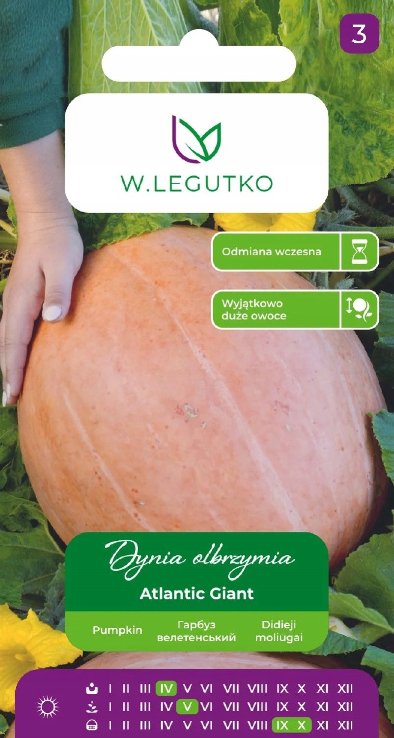 Moliūgai Atlantic Giant 2g