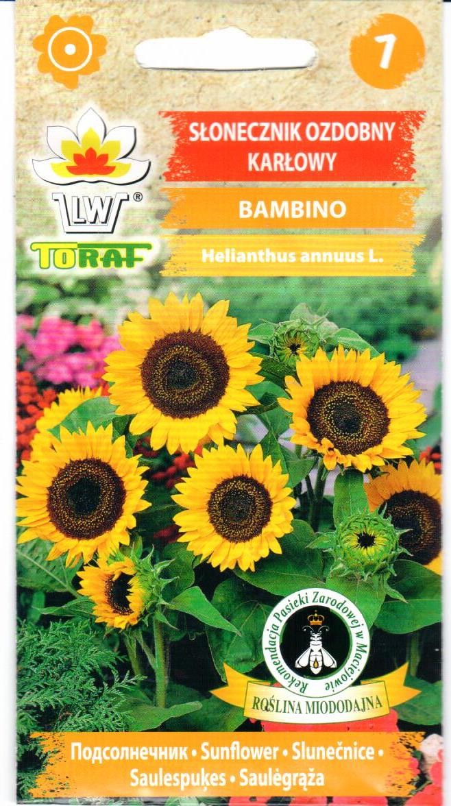 Saulėgražos tikrosios Bambino