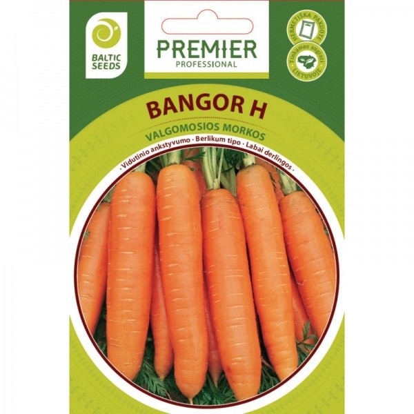 Morkos Bangor H