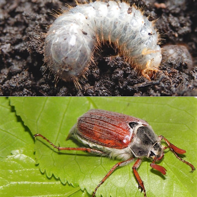 Nematodai PRO GRAMBUOLIŲ LERVOMS 750mln/10a