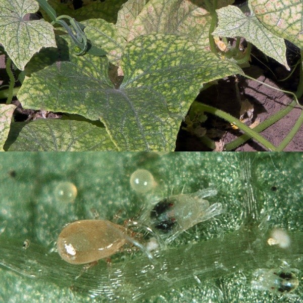 GROBUONIŠKA ERKĖ - Biofriends naudingi vabzdžiai 2000vnt