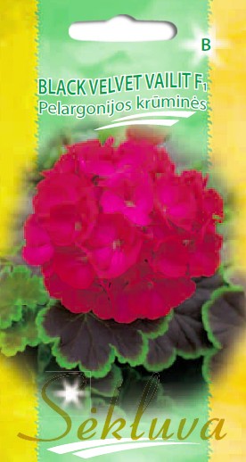 Pelargonijos juostuotosios krūminės Black Velvet Vailit (B grupė)