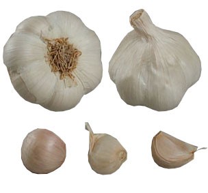 Česnakų sodinukai žieminiai Messidrome 0.5kg