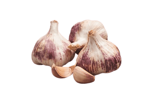 Česnakų sodinukai žieminiai Germidour 0.5kg