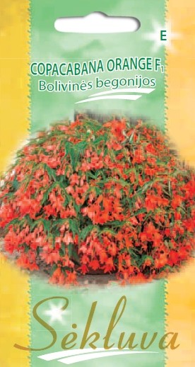 Bolivinės begonijos Copacabana Orange F1 (E grupė) 1g
