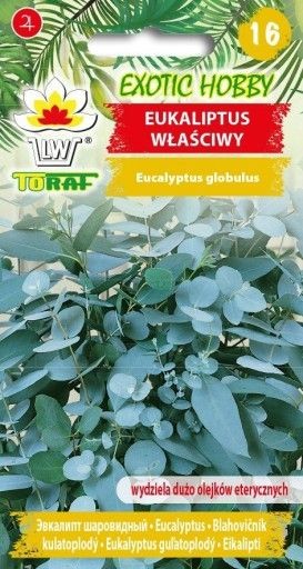 Eukaliptai rutuliniai