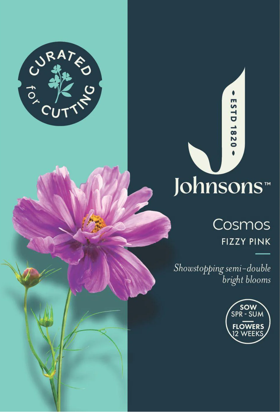 Kosmėjos paprastosios Fizzy Pink 50s
