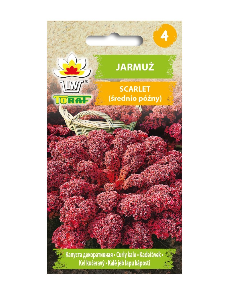 Kopūstai garbanotieji lapiniai Scarlet (raudonieji)