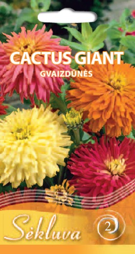 Gvaizdūnės puikiosios Cactus Giant (2 grupė)