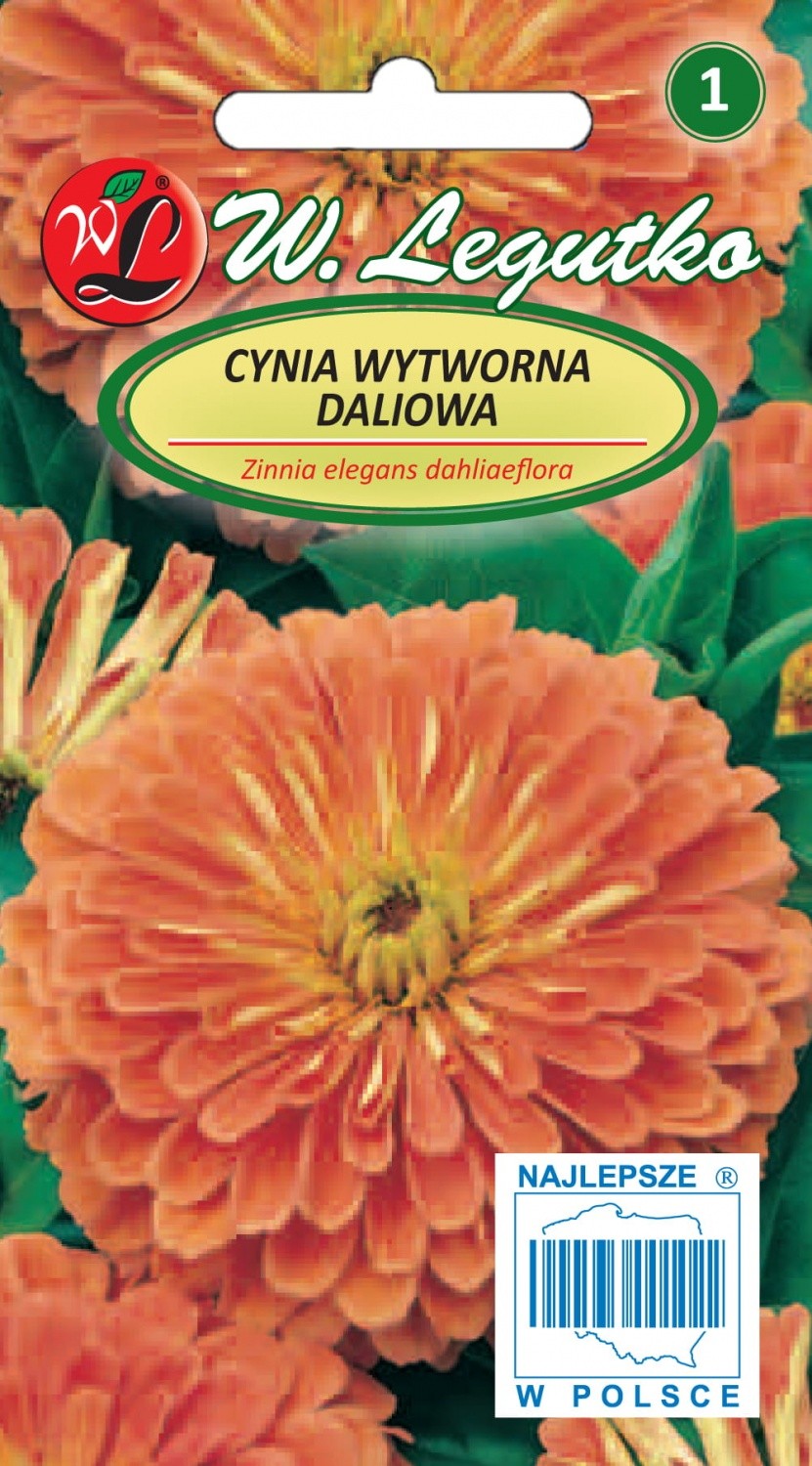 Gvaizdūnės puikiosios (oranžinės)