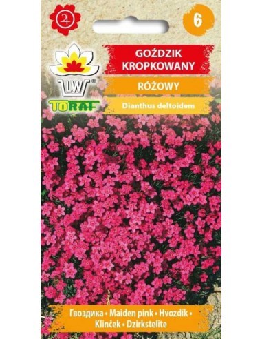 Gvazdikai šiliniai
