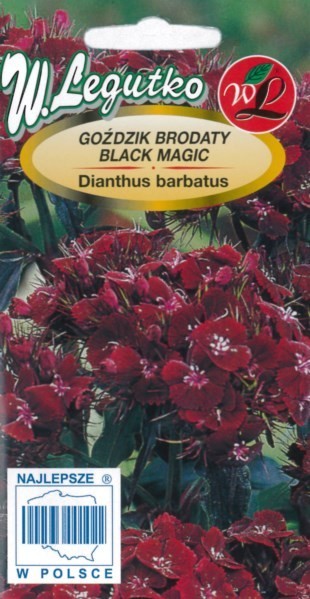 Gvazdikai šiurpiniai Black Magic