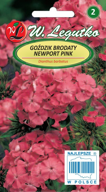Gvazdikai šiurpiniai Newport Pink