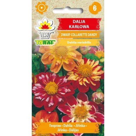 Jurginai darželiniai Collarette Dandy (mišinys) 0.5g