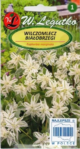 Karpažolės margalapės Euphorbia Marginata