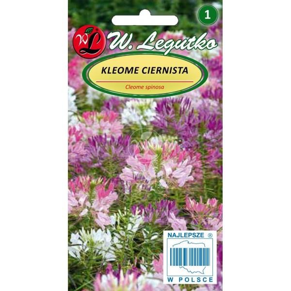 Kleomės dygiosios