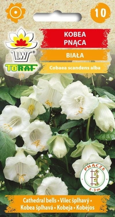 Kobėjos lipikės (baltos) 6s