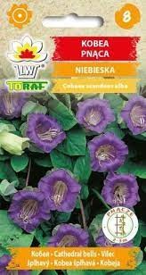 Kobėjos lipikės (violetinės spalvos)