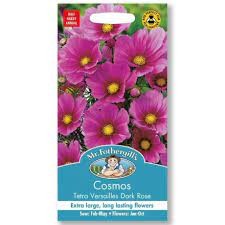 Kosmėjos Tetra Versailles Dark Rose
