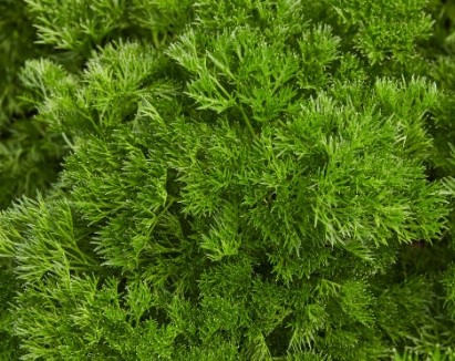 Petražolės Menuette  2g (A grupė)