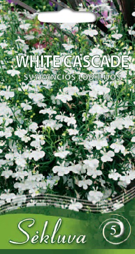 Lobelijos White Cascade (5 grupė)