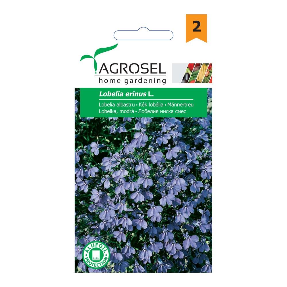 Lobelijos paprastosios Blue
