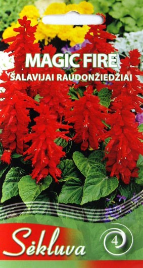Šalavijai Magic Fire (4 grupė)
