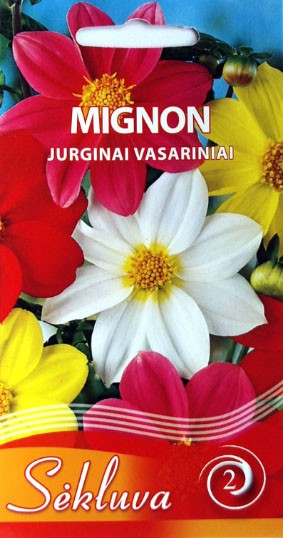 Jurginai vasariniai Mignon (2 grupė)