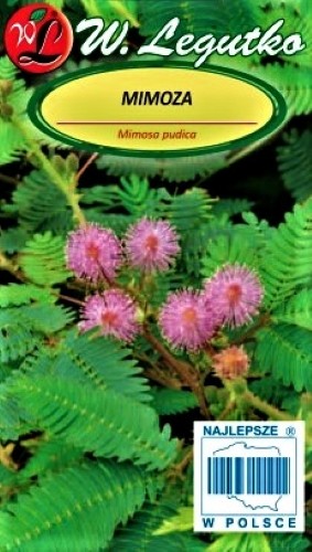 Jautriosios mimozos