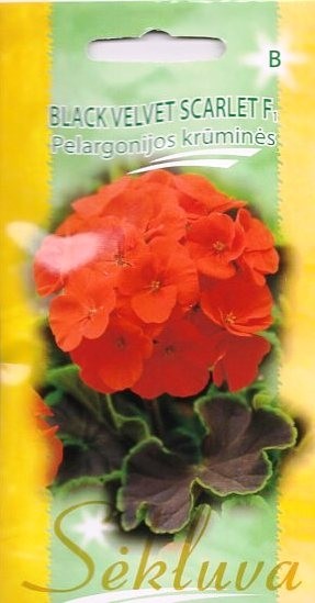 Pelargonijos juostuotosios Black Velvet Scarlet F1 (B grupė)