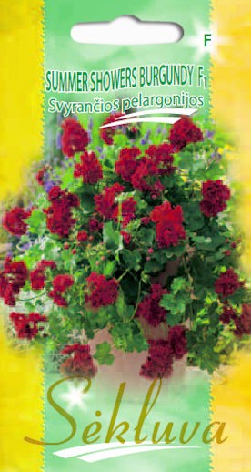 Pelargonijos Summer Showers Burgundy (F grupė)