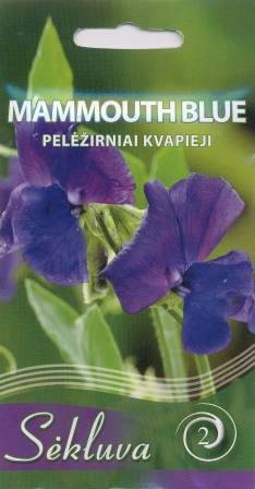 Pelėžirniai kvapieji Mammouth Blue (2 grupė)