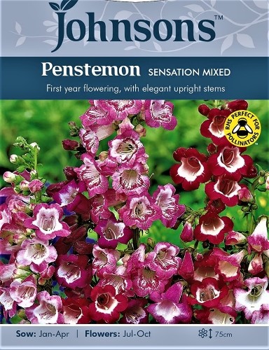 Penstemonai pilkažiedžiai Sensation (mišinys)