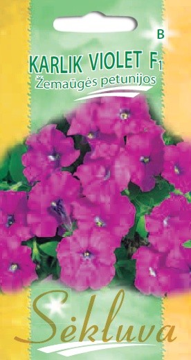 Petunijos žemaūgės Karlik Violet F1 (B grupė)