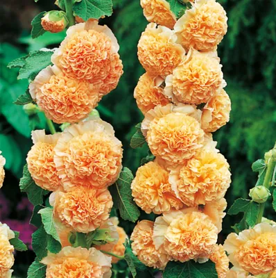 Piliarožė Orange (gumbas) 1vnt