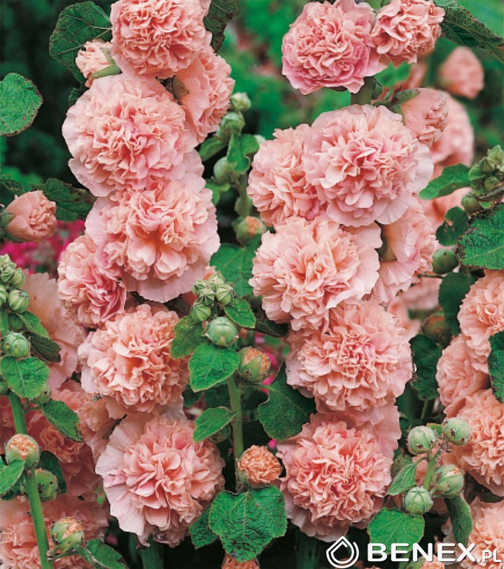 Piliarožė Rose (gumbas) 1vnt