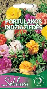 Portulakos didžiažiedės (1 grupė)