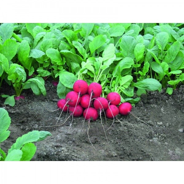 Ridikėliai ankstyvi Rebel Scarlet Globe 5g