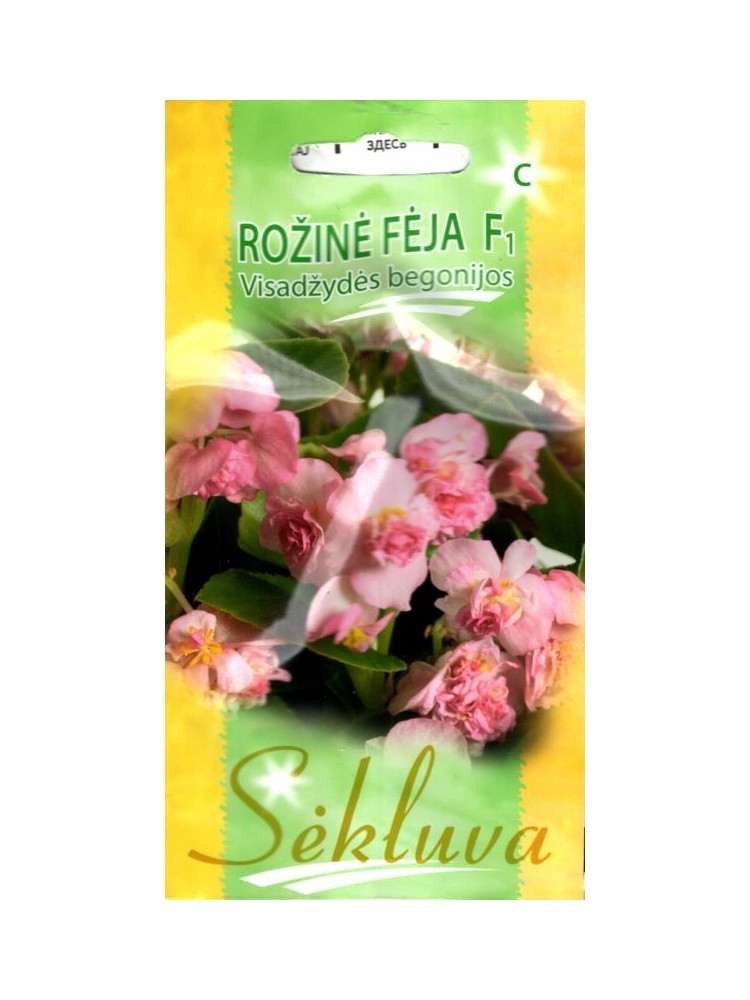 Begonijos visadžydės Rožinė fėja (C grupė)