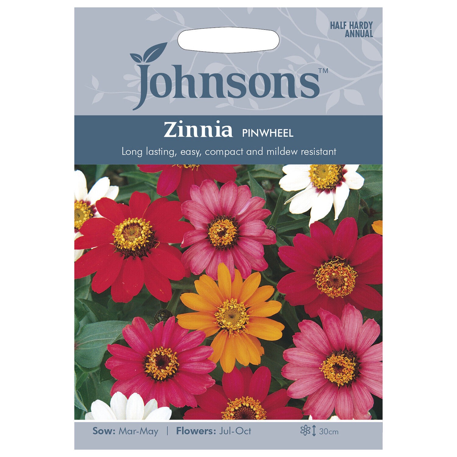Gvaizdūnės puikiosios Pinwheel (mišinys)