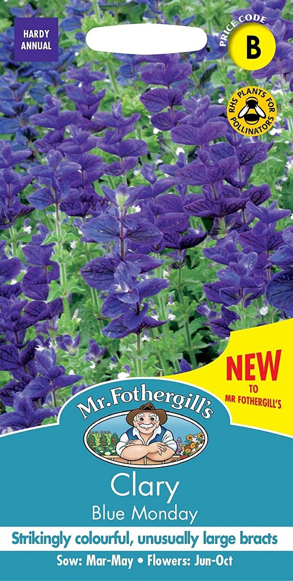 Šalavijai dailieji Blue Monday