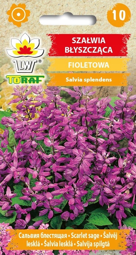 Šalavijai raudonžiedžiai (violetiniai) 10vnt