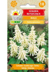 Šalavijai raudonžiedžiai (balti)