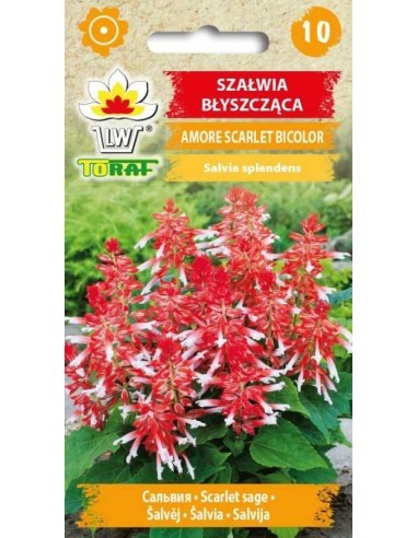 Šalavijai raudonžiedžiai Scarlet Bicolor