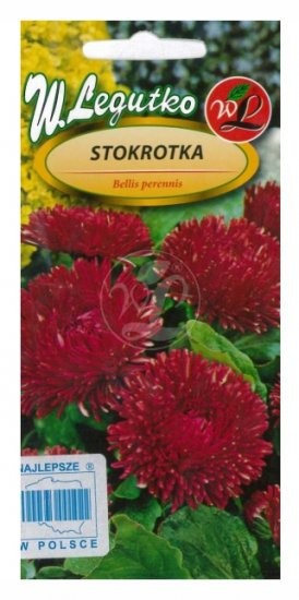 Saulutės daugiametės Gracja