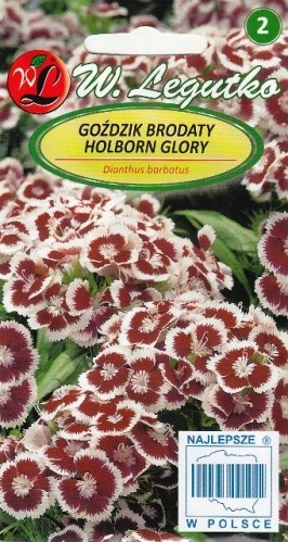 Gvazdikai šiurpiniai Holborn Glory